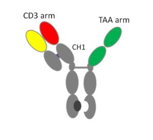 Read more about the article An Alternative to Protein A for Efficient Capture of a Bispecific Antibody