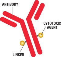 Read more about the article Antibody Drug Conjugates: Converting Antibodies into Therapeutic Guided Missiles