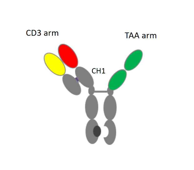 You are currently viewing A Better Mousetrap: An Alternative to Protein A for Capture of CH1-Containing Bispecific Antibodies