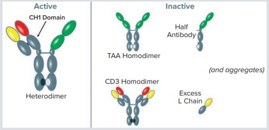 You are currently viewing BioProcess International Article Nominee for “Capture of CH1-Containing Bispecific Antibodies: Evaluating an Alternative to Protein A”